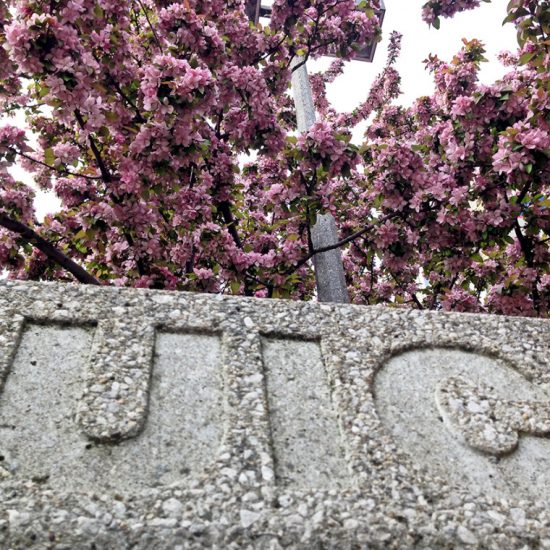 UIC logo on a part bench with flowering tree branches above